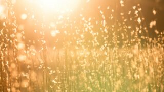 木漏れ日の花